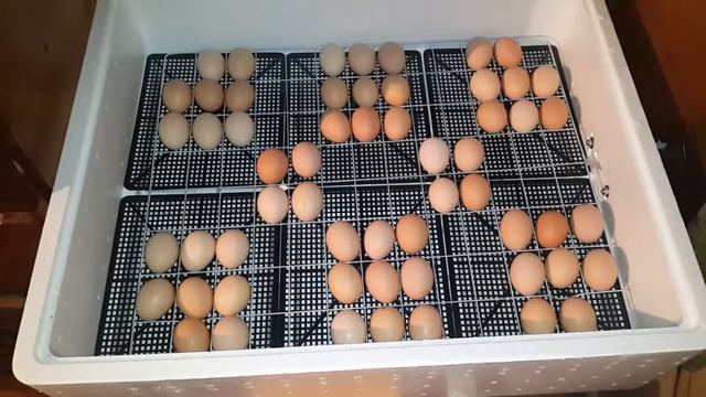 Закладка инкубатора Несушка 104. Часть 2 смотреть онлайн