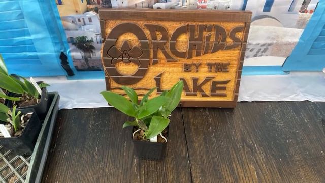 Unboxing new orchids for sale 3-7-27: there might be some that you want! смотреть онлайн