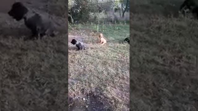 Шикарные воспитанные щенки английский кокер спаниель цена от 25-50 тыс руб продажа+79787402855 дост смотреть онлайн