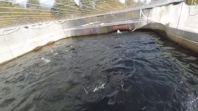 форель в садках отлично выросла до товарного размера , подводные съемки кормящейся форели