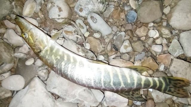 Пробую лучить, открыл сезон данного вида добычи рыбы. смотреть онлайн