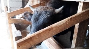 Как кормить на привязи быков ?