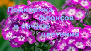 Корневая подкормка флоксов в начале цветения!