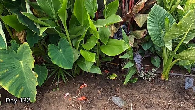 Tropical Garden Amazing Growth Rate | Alocasia Odora, Colocasia Jack's Giant & Tropicanna Canna Lil смотреть онлайн