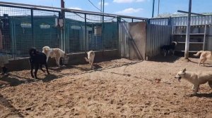 ОБЗОР ИЗНУТРИ - Самый большой московский городской собачий приют в Москве, выгуливаем собак