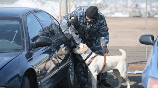 ?Все о породе ЛАБРАДОР ретривер
