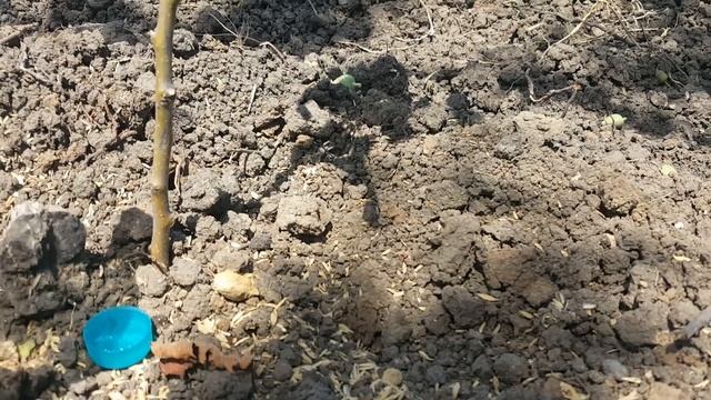 #66 Борьба с земляными муравьями. Ужас! смотреть онлайн