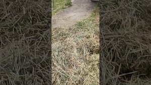 Ларжанка/Готовим под посадку участок/Бессарабия ua
