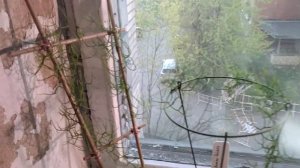 Пересадка Бовея Вьющаяся Bowiea Volubilis