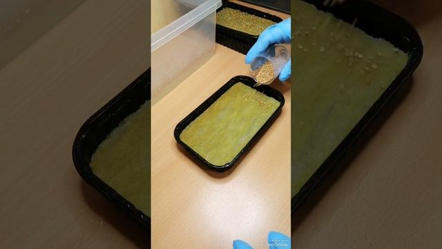 А что, так можно было? Сеем салат КОРН на микрозелень.