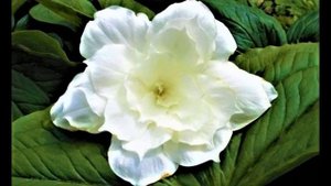 САМЫЕ КРАСИВЫЕ Многолетние Цветы, Которые ЦВЕТУТ ДАЖЕ в ТЕНИ и ОСОБОГО УХОДА НЕ ТРЕБУЮТ