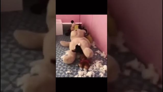 приколы с животными - самые смешные животные / приколы с котами и собаками 2022 Ноябрь #приколы2022