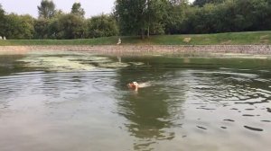 Добрынька ретривер ныряет в пруд