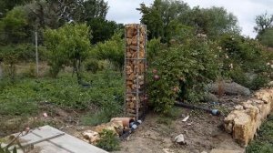 Мускусные розы цветение .Питомник роз Полины Козловой rozarium.biz