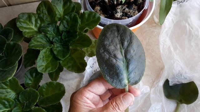 Была на выставке. Не удержалась, купила! смотреть онлайн