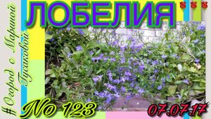 Лобелия Цветет и прошлогодняя тоже Сравниваем и Делаем Выводы