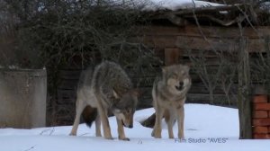 Стая волков в заброшенной деревне [Чернобыльская зона] | Film Studio Aves