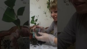 Камелия. Укоренение и пересадка.