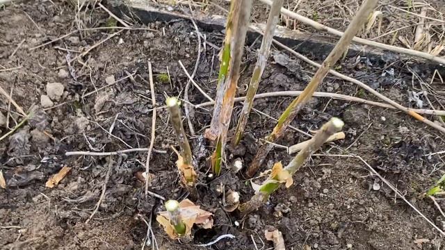 Обрезка древовидной гортензии Анабель. Эксперимент. смотреть онлайн