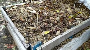 Простой способ выращивания красного червя для рыбалки ,для себя