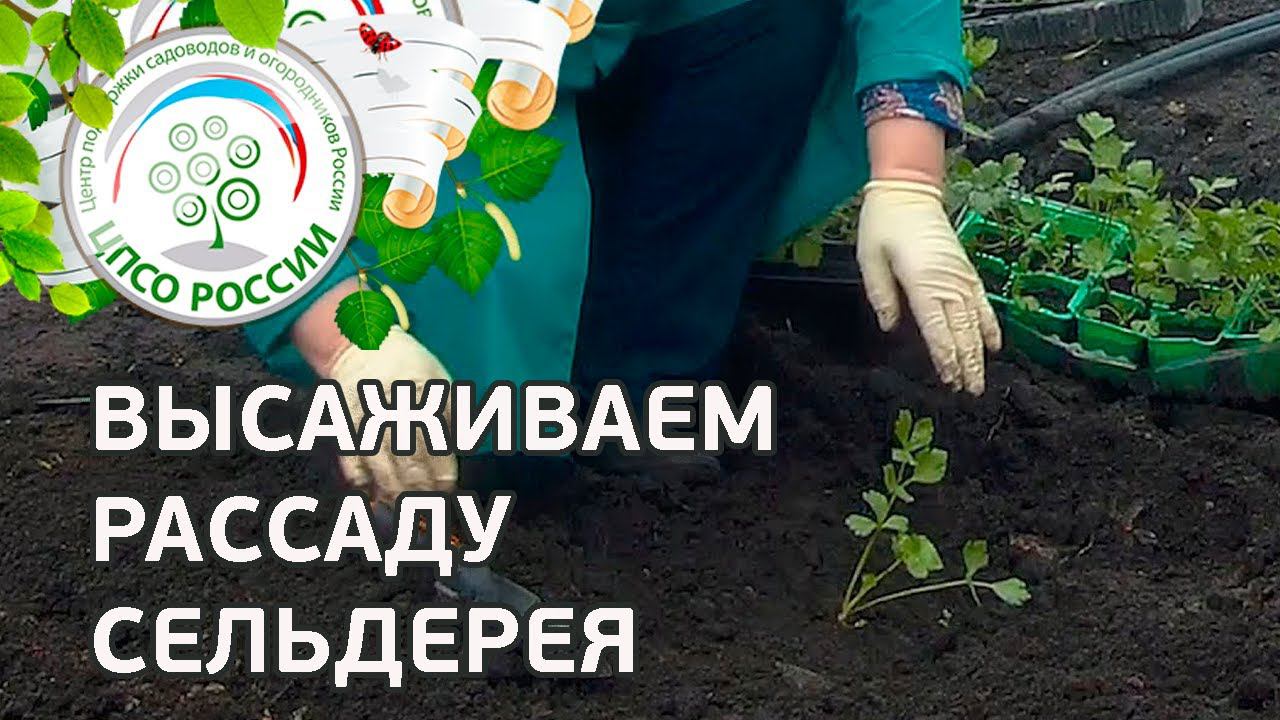 Посадка рассады сельдерея в грунт. Выращивание сельдерея.