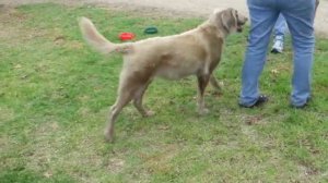 Weilander litter of four Weimaraner puppies CLIP 6