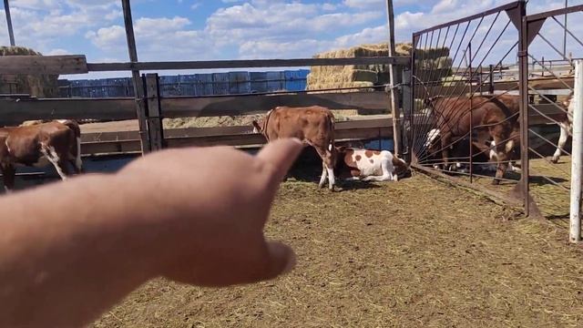 #гначин#савдошидак#касеки#хоиш#дора#метона#парара#гират+79226186664 смотреть онлайн