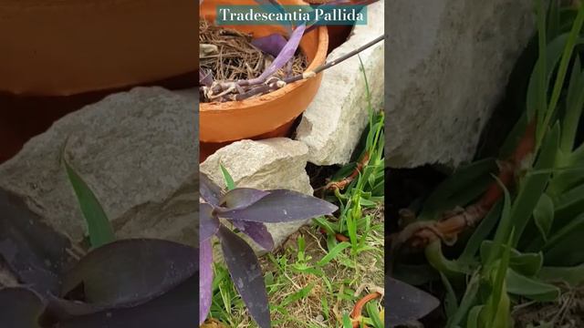 Plantas. Tradescantia Pallida