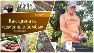 КАК СДЕЛАТЬ СЕМЕННЫЕ БОМБЫ (SEED BOMBS)
