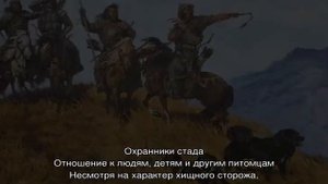 Монгольская овчарка банхар: описание породы