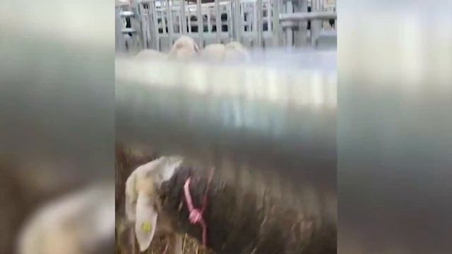 Племенные ярки Мериноланд! Домашние овцы для разведения! Мясо-шерстная порода овец! Овцеводство смотреть онлайн