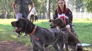 71я региональная выставка охотничьих собак.