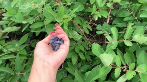 ЖИМОЛОСТЬ для ПОХУДЕНИЯ ? НАБИРАЮ ВОДУ ? КОРМЛЮ КУРИЦ ? САЖАЮ БАРХОТКИ ? ДЕРЕВНЯ ВЛОГ