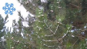 Константин Бальмонт Снежинка / стихи 4 класс выразительное чтение