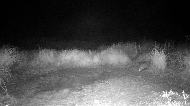 Камера установлена у водопоя животных. The camera is installed at the watering place of animals. смотреть онлайн