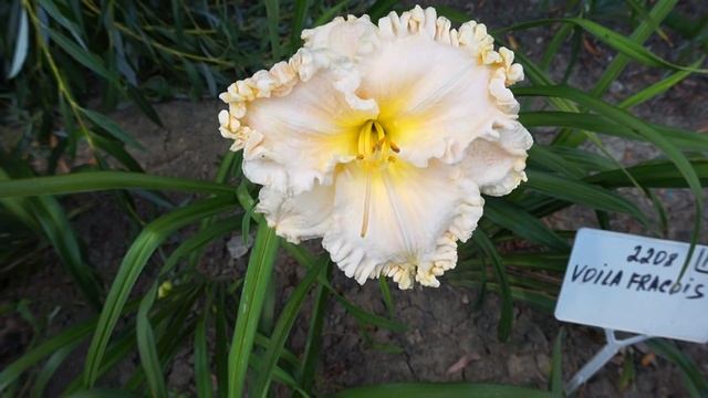 Лилейник VOILA FRANCOIS смотреть онлайн