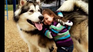 Порода собак Аляскинский маламут