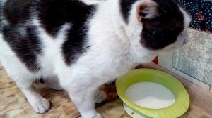 КОТА НЕ БЫЛО ДОМА ЦЕЛЫЙ ДЕНЬ . ПРОГОЛОДАЛСЯ КАК СОБАКА