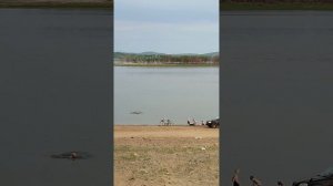 09.06.2023 Вечер #1 река Амур (4) Открытие купального сезона. Заплыв моржика. Температура воды 19.8