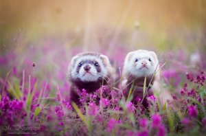 Дружба продолжается