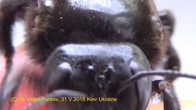 Этот Монстр Летит к Вам! Черный Красавец, Портрет смотреть онлайн