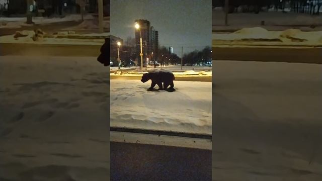 Москва и медведи 12.01.23