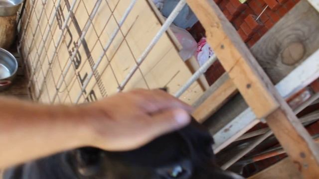 MVI 5605собака кушает косточку смотреть онлайн