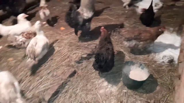 Как и чем кормлю своё хозяйство.Что изменилось ?! Куры несутся?! смотреть онлайн