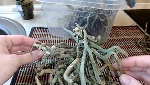 ❀Получение ДЕТОК ОРХИДЕИ Фаленопсис из ПНЯ❀ Пень орхидеи покрыт меристемами. Уход и полив.