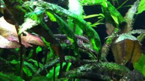 хомалоптера конфузона_1548.MOV