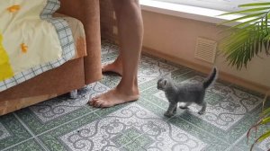 КТО ВИНОВАТ? КОТЕНОК МАКС или ПАПА?