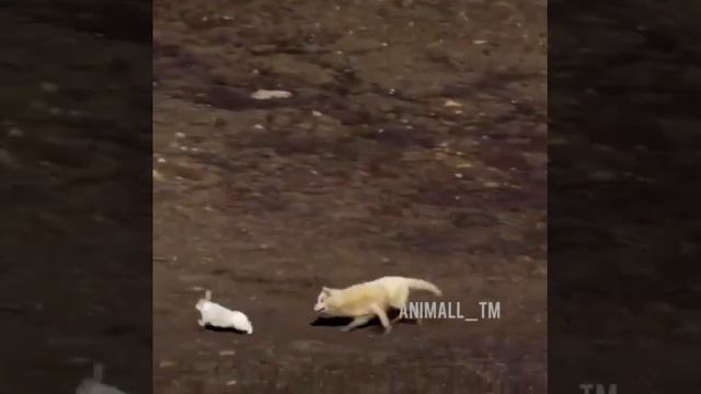 Волк добывает добычу для кормления своих детёнышей смотреть онлайн