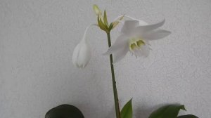 Как заставить цвести эухарис.( Eucharis grandiflora).