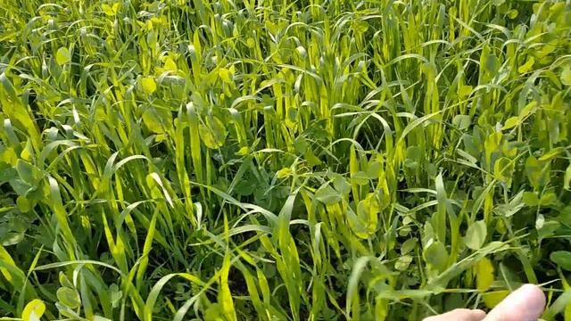 Результат подпокровного посева трав сеялкой СЗТ смотреть онлайн